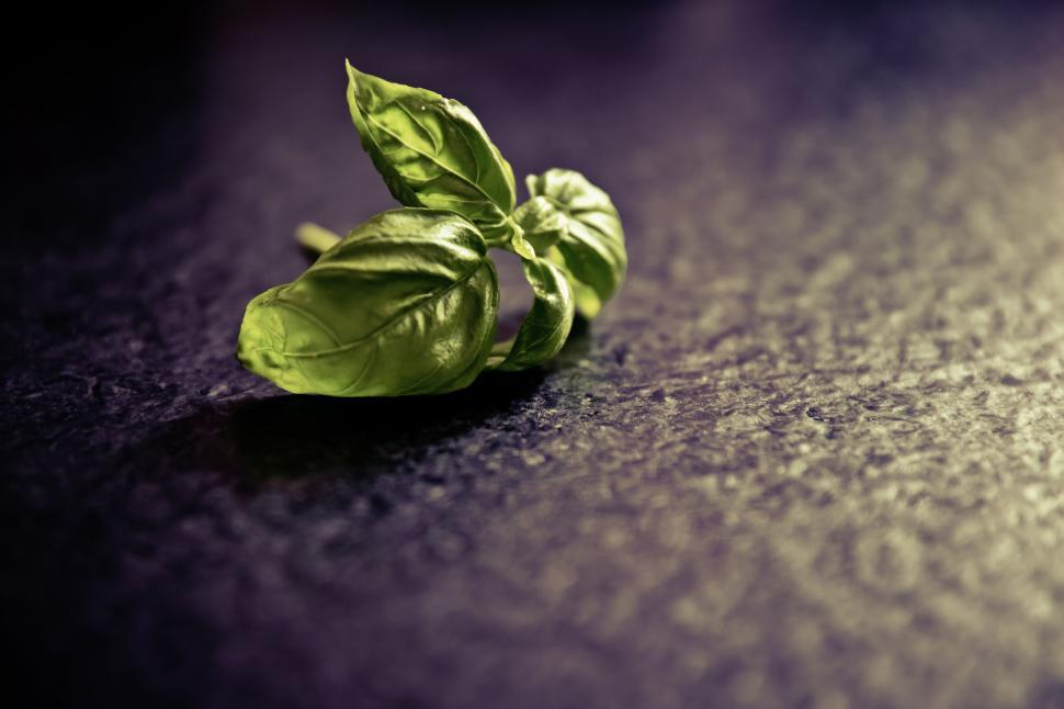 Free Image of Fresh basil leaf on a dark surface 