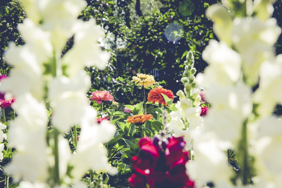 Free Image of Colorful flowers framed by white blossoms 