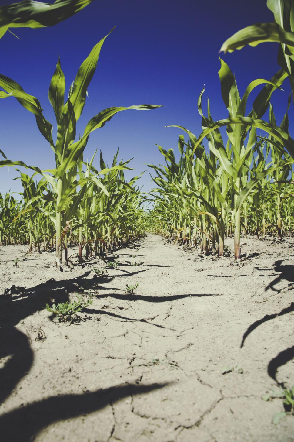 Free Image of Vibrant cornfield under the clear blue sky 