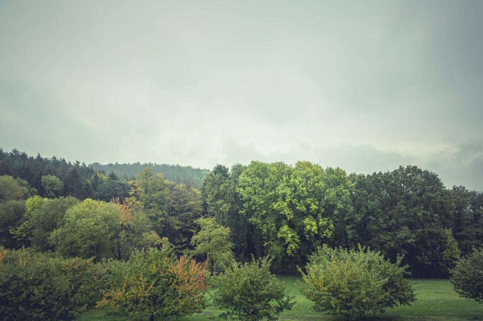 Free Image of Lush green forest landscape on a cloudy day 
