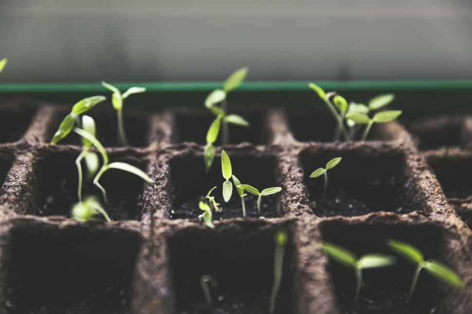 Free Image of Seedlings sprouting in biodegradable pots on shelf 