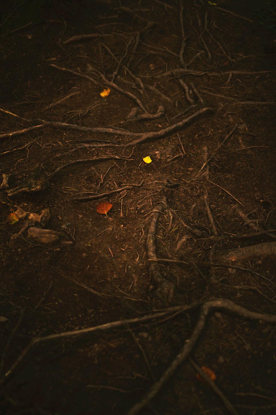 Free Image of Forest floor with intricate root patterns 