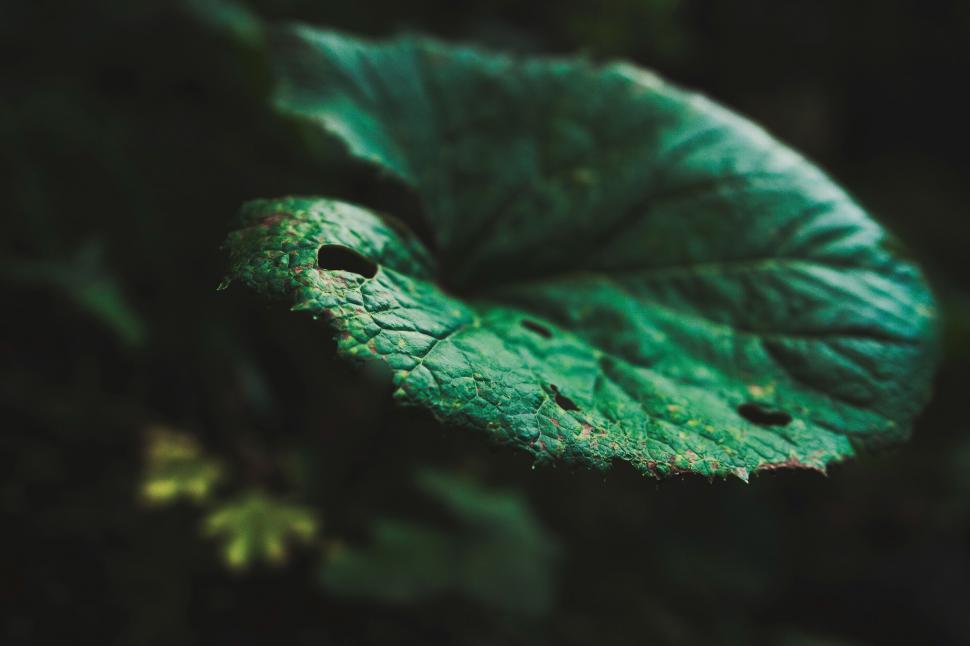 Free Image of Green textured leaf with holes and dew drops 