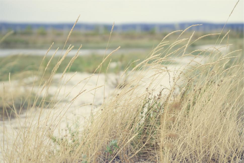 Free Image of Dry grass and a blurred background landscape 