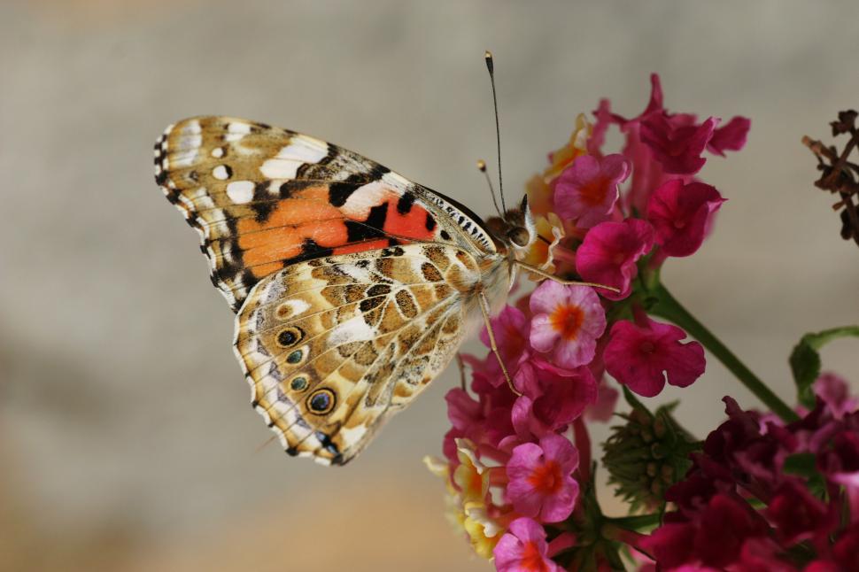 Free Image of Colorful butterfly on vibrant flowers 
