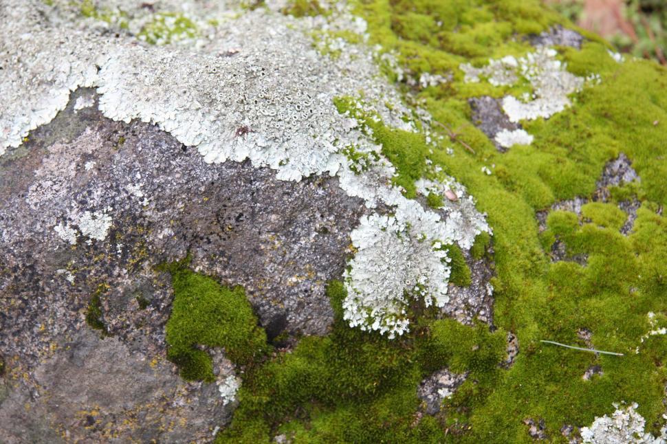Free Image of Close Up of Moss Covered Rock 