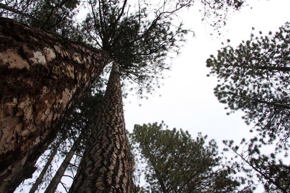 Free Image of Looking Up at the Tops of Tall Trees 