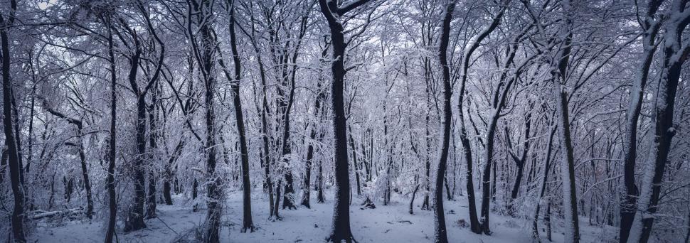 Free Image of Snow-covered forest in a serene winter scene 