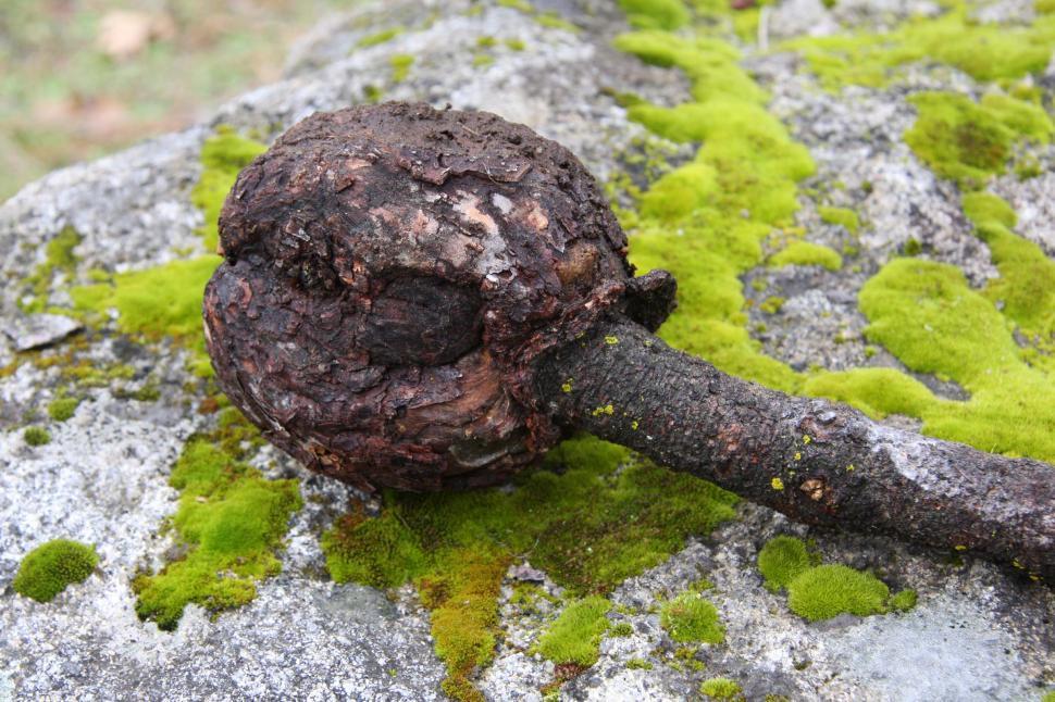 Free Image of Moss-Covered Rock in Nature 