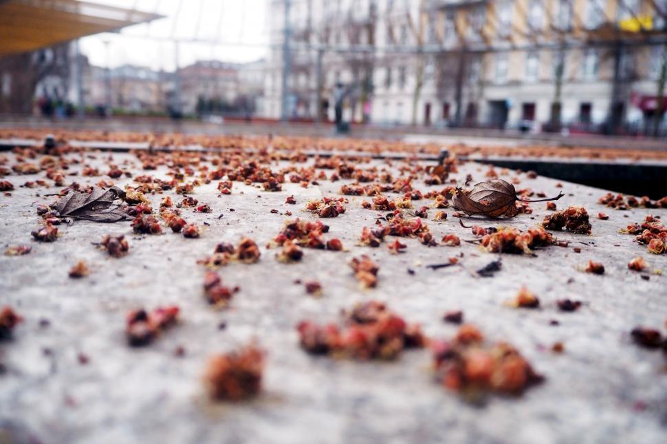 Free Image of Ground perspective of fallen leaves 