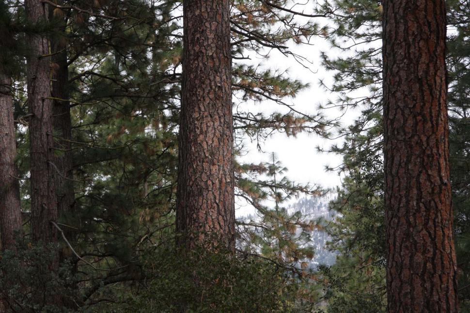 Free Image of Man Snowboarding Through Forest 