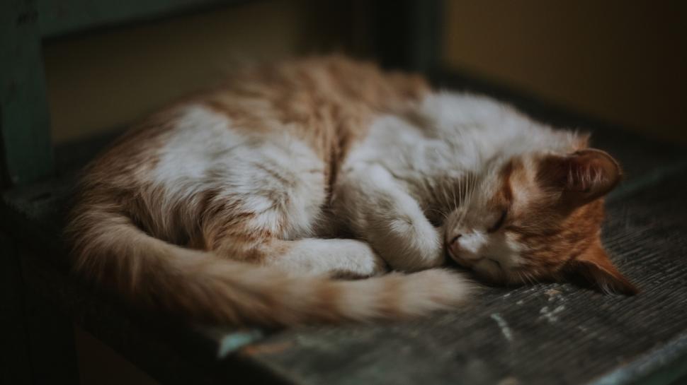 Free Image of Sleeping ginger cat on a cozy bench 