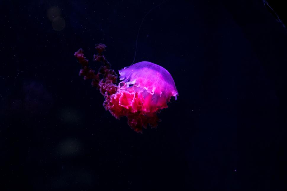 Free Image of Illuminated pink jellyfish in dark blue water 