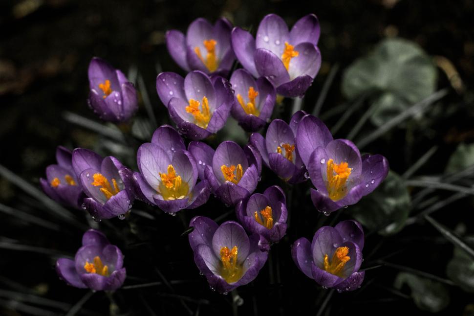 Free Image of Purple crocus flowers with dew on petals 