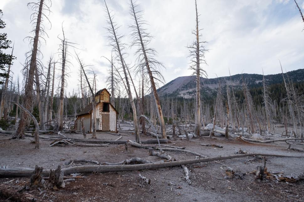 Free Image of Abandoned shack amidst dead forest trees 