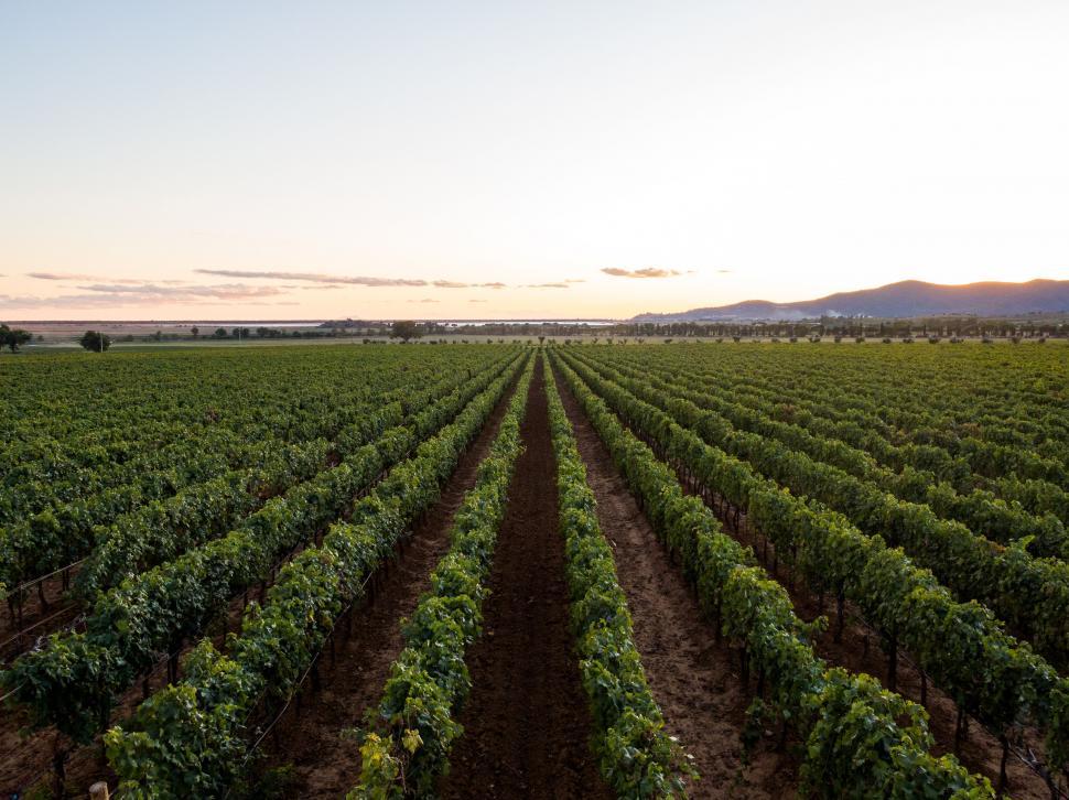 Free Image of Vineyard rows stretching towards horizon 