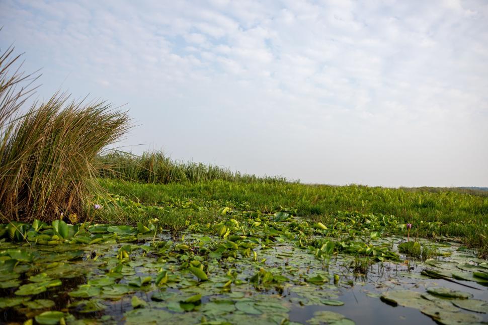 Free Image of Peaceful lake with floating water lilies 