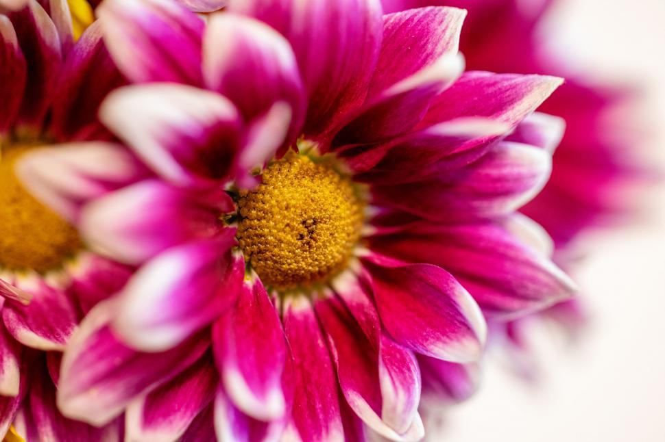 Free Image of Close-up of a vibrant pink daisy flower 
