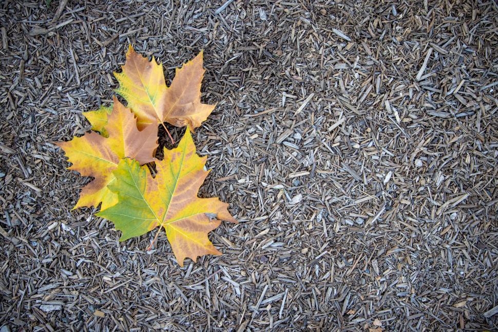Free Image of Fallen autumn leaf on wood chips 