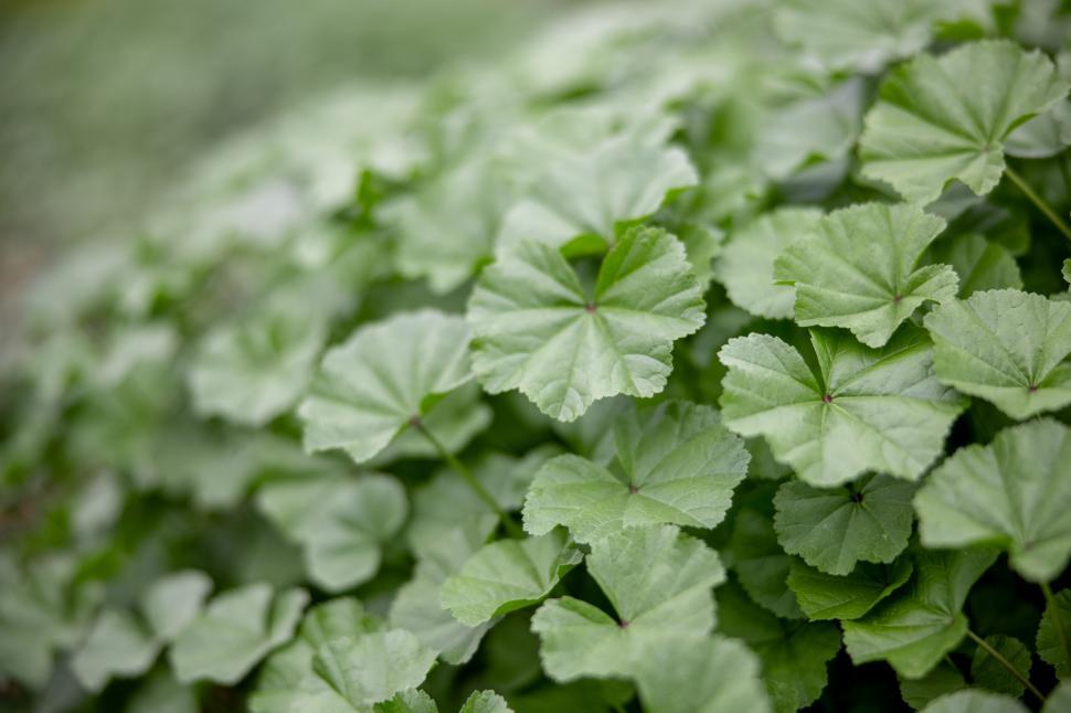 Free Image of Close-up of fresh green Pelargonium geranium leaves 