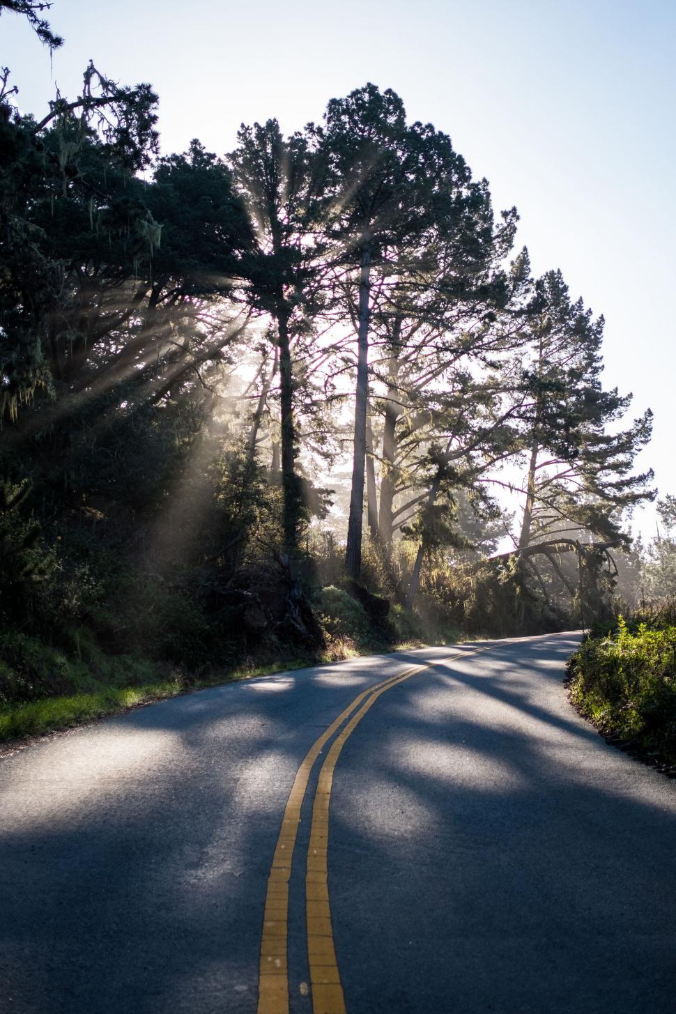 Free Image of Sun-drenched road winding through a forest 