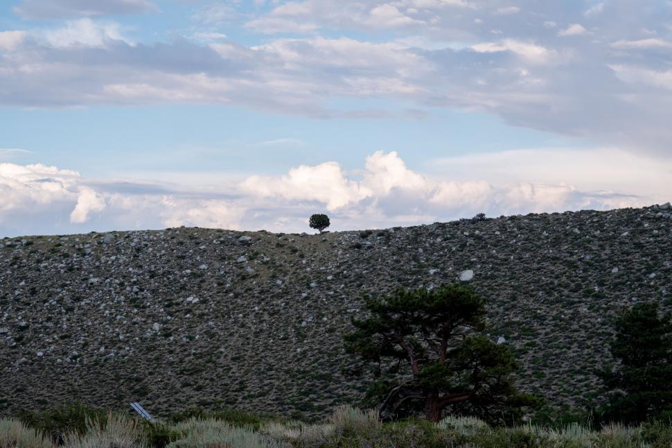 Free Image of Lone tree in a vast barren landscape 