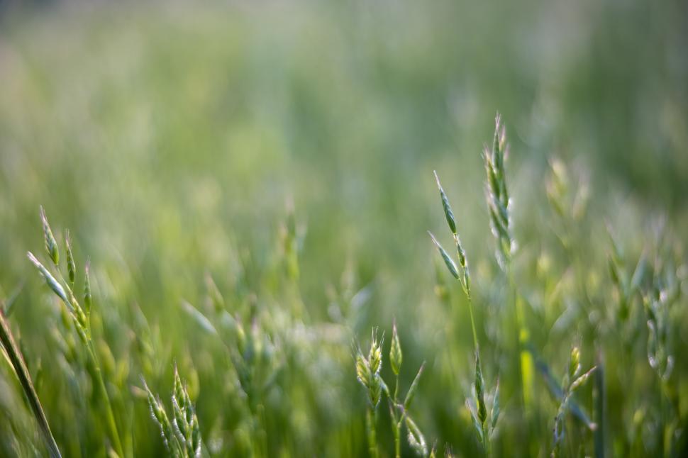 Free Image of Close-up of lush green grass in sunlight 