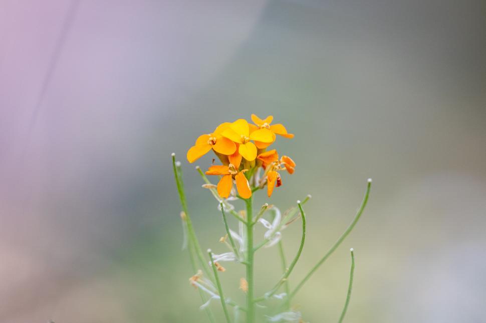 Free Image of Vibrant yellow wildflowers with soft focus 