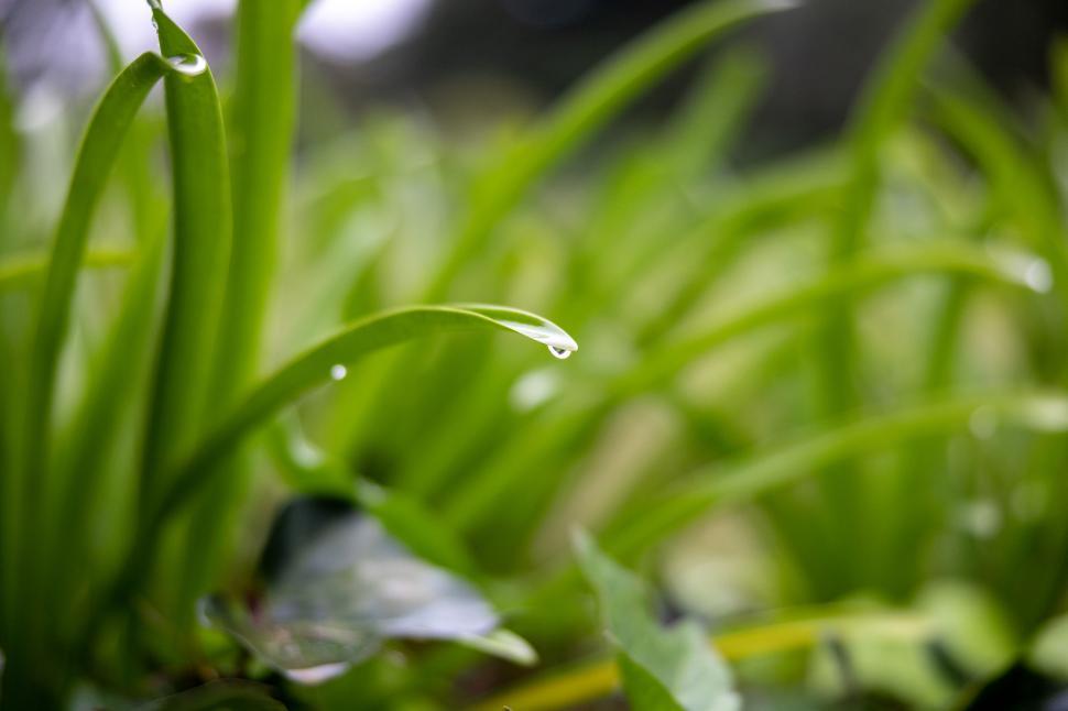 Free Image of Close-up of dew on vibrant green leaves 