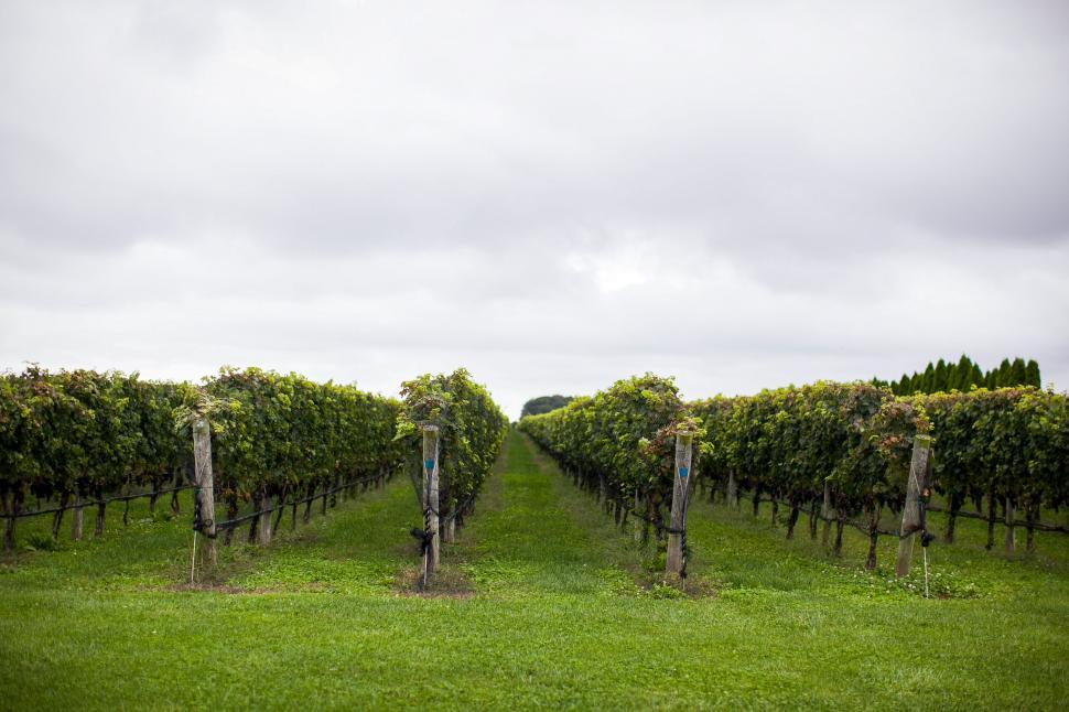 Free Image of Vineyard rows in a cloudy landscape 