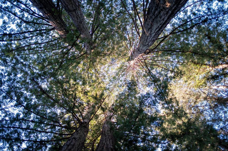 Free Image of Skyward view through towering trees 