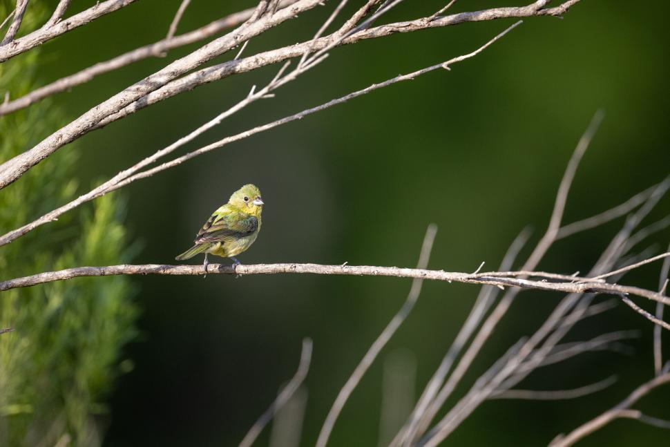 Free Image of Solitary bird perched on a bare tree branch 