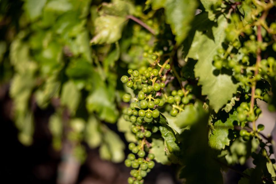 Free Image of Unripe grapes on a lush vine in sunlight 