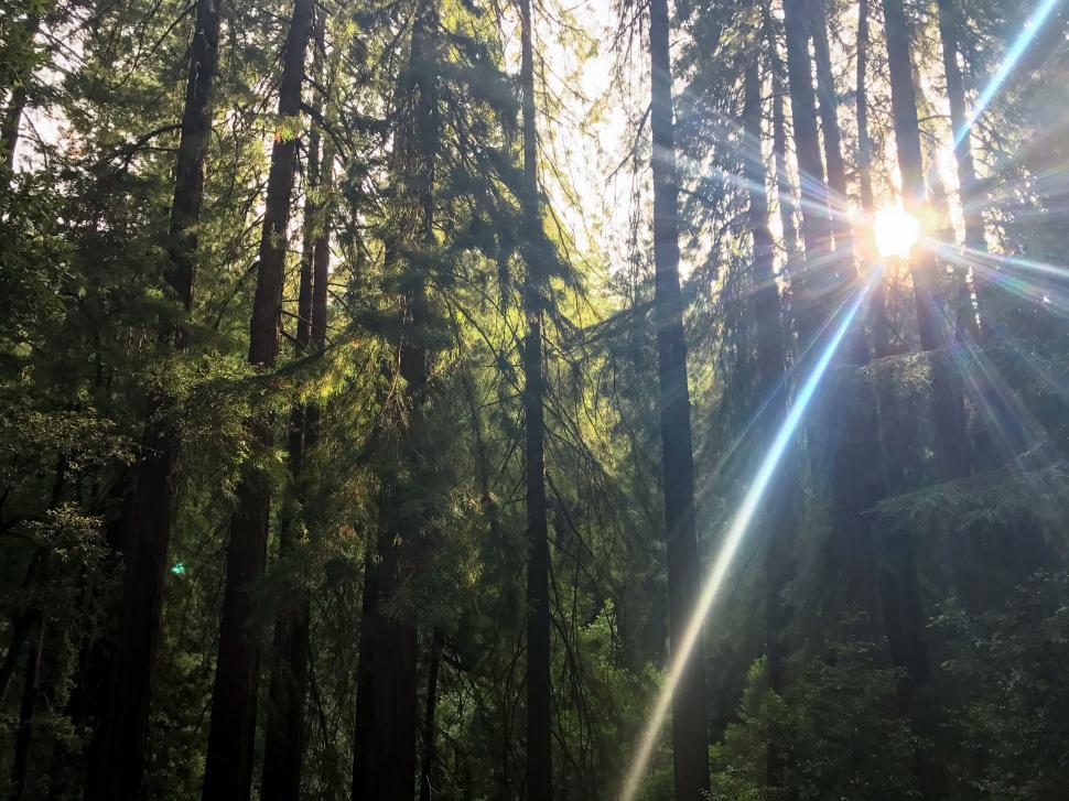 Free Image of Sunbeams pouring through forest trees 