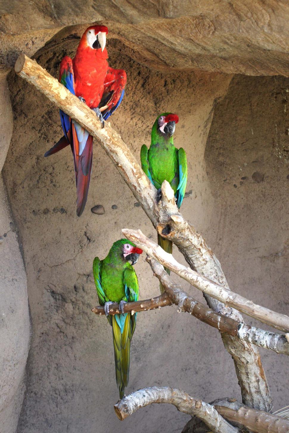 Free Image of Parrots 