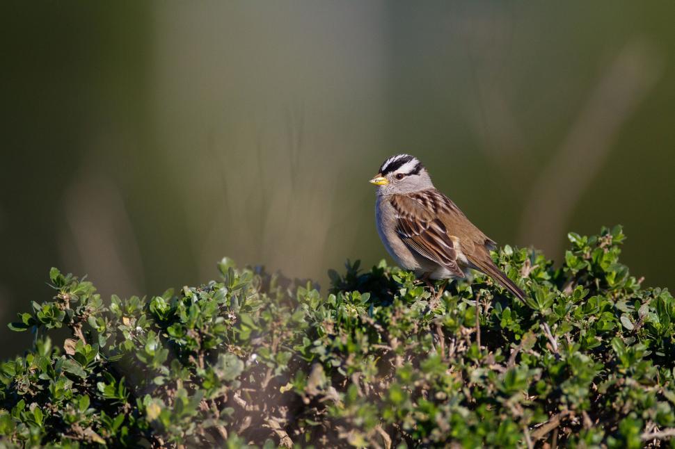 Free Image of Sparrow perched on a green shrub 