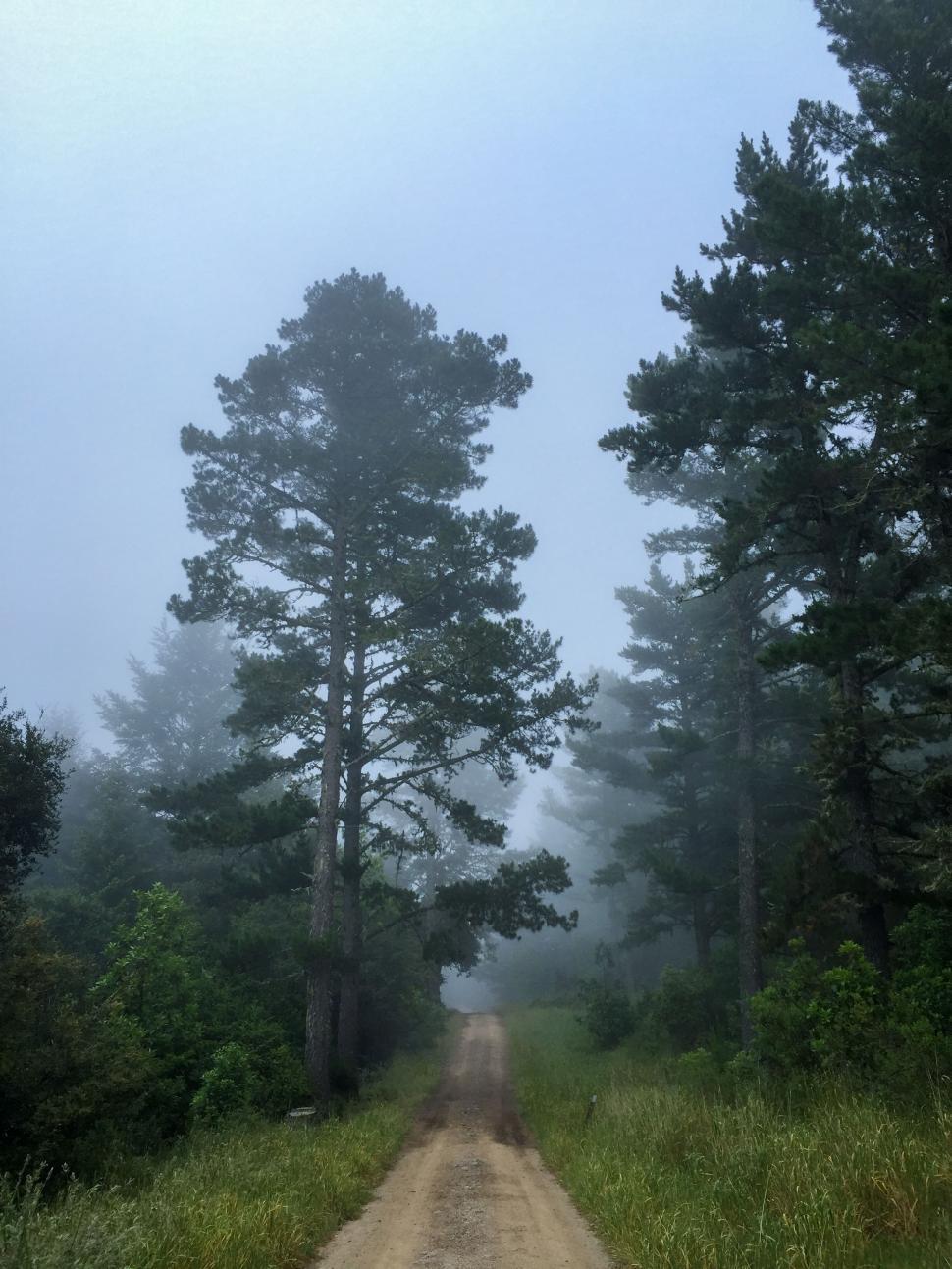Free Image of Foggy forest road with tall trees lining the path 