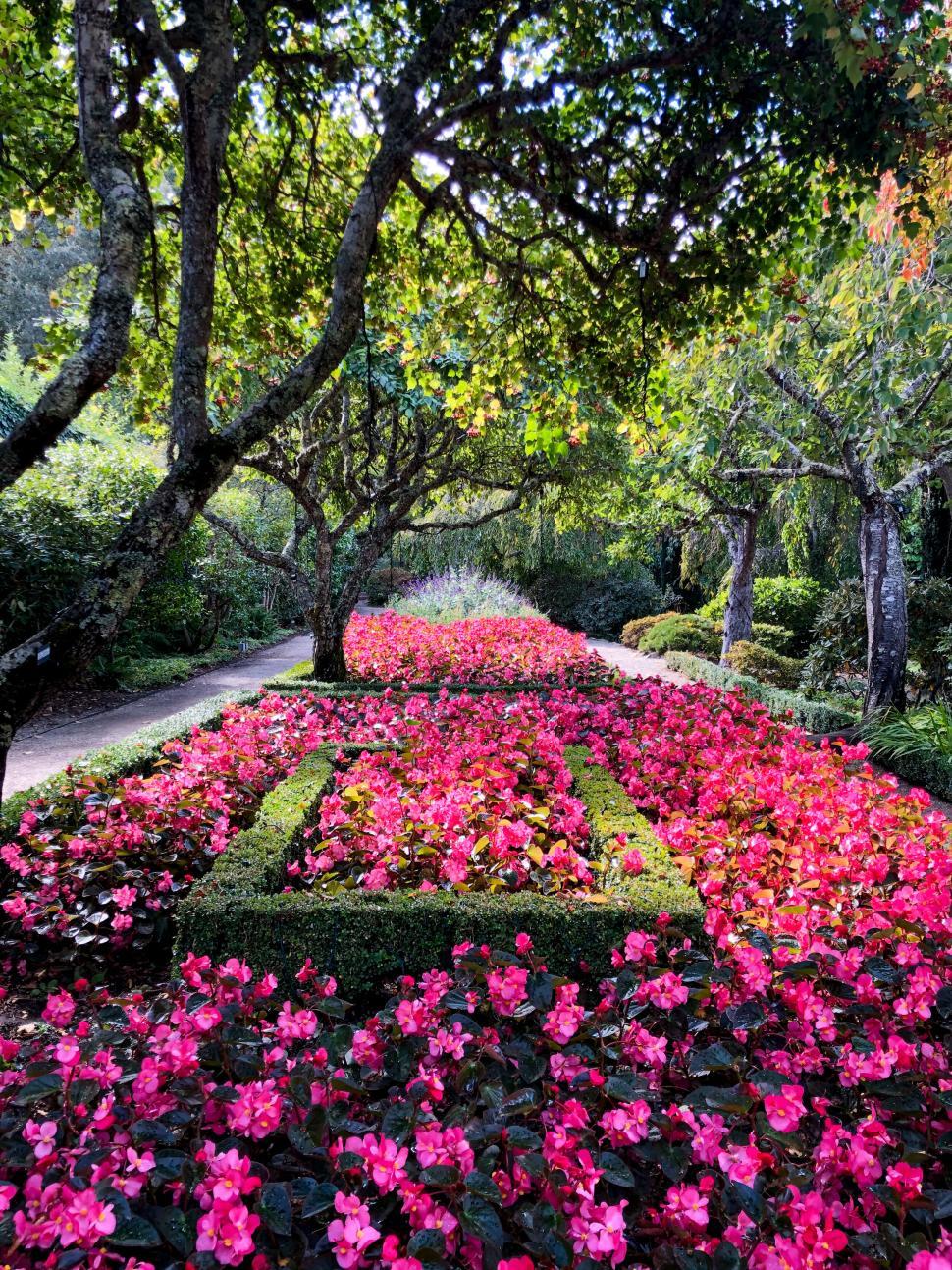 Free Image of Blossoming pink flowers in a lush garden 
