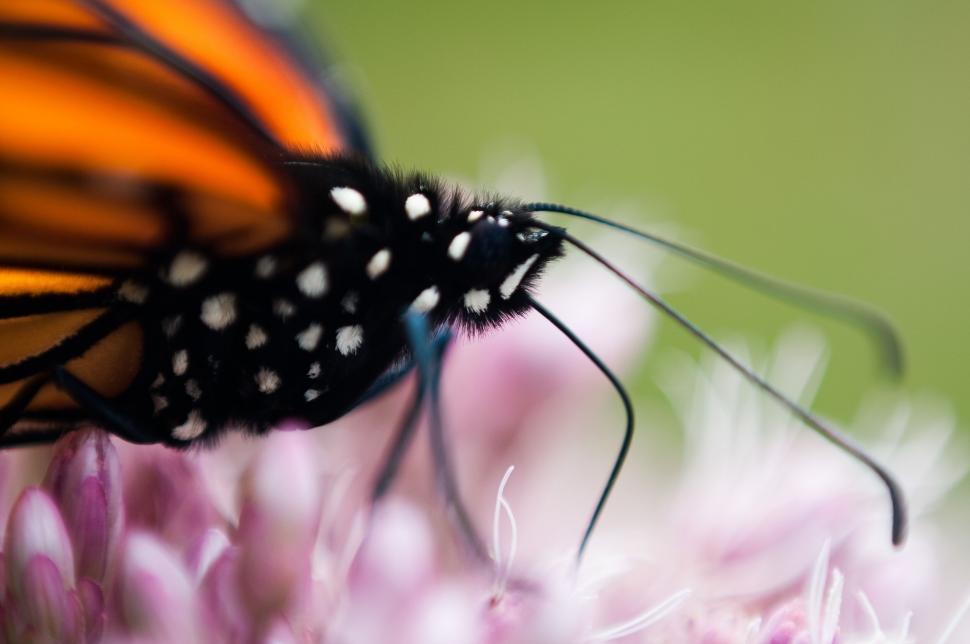 Free Image of Close-up of a monarch butterfly on a flower 