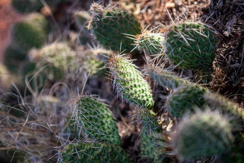 Free Image of Close-up of green cacti with sharp spines 