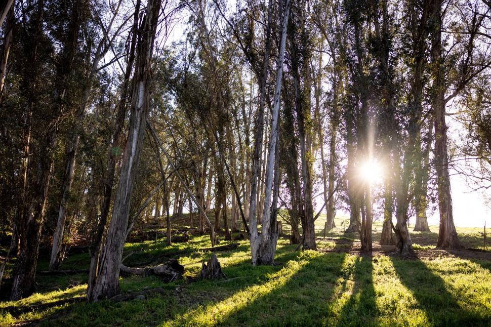 Free Image of Sunlight piercing through forest trees at dusk 