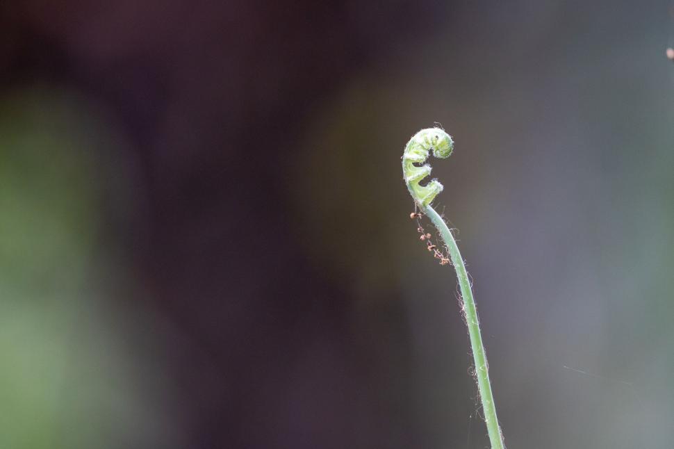 Free Image of Delicate unfurling fern in nature 