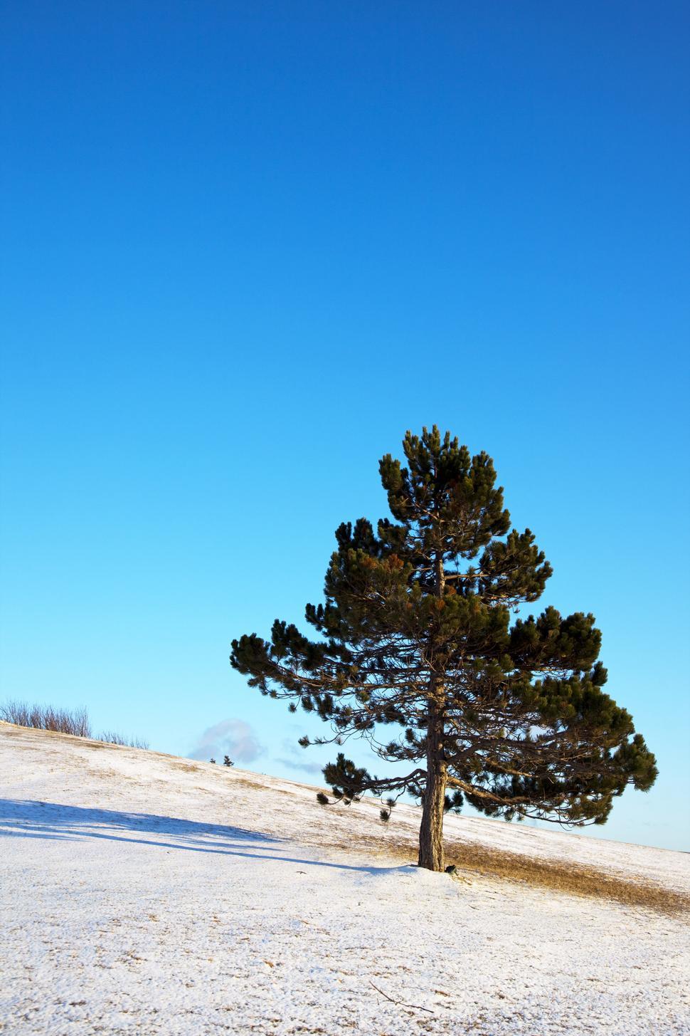 Free Image of Tree 