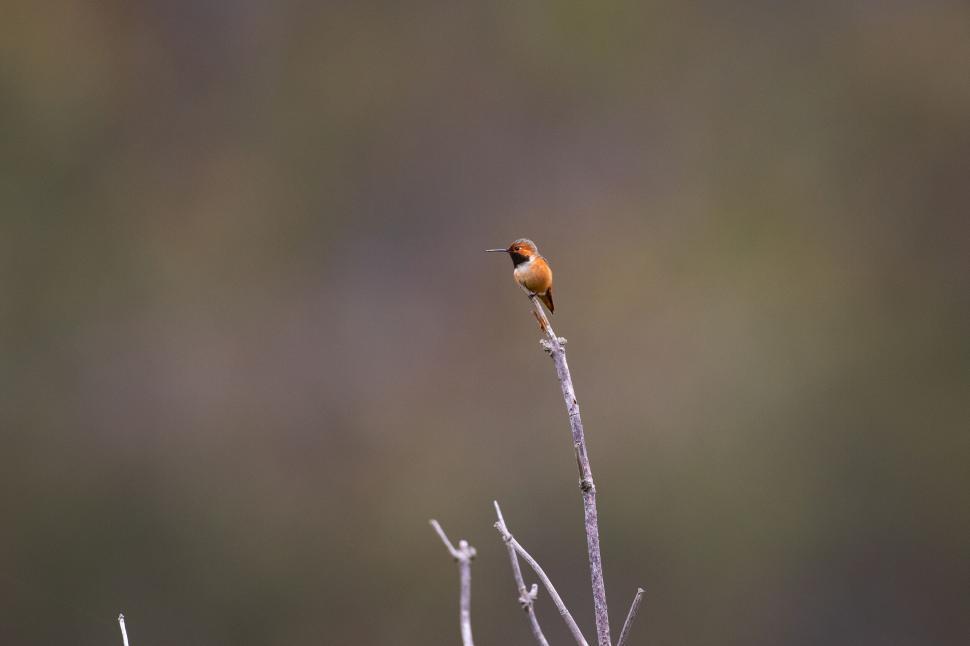 Free Image of Lone Bird Perching on a Bare Branch 