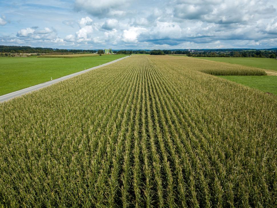 Free Image of Aerial view of lush green crop fields 