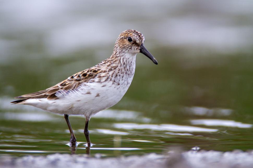 Free Image of Solitary sandpiper foraging at the water s edge 
