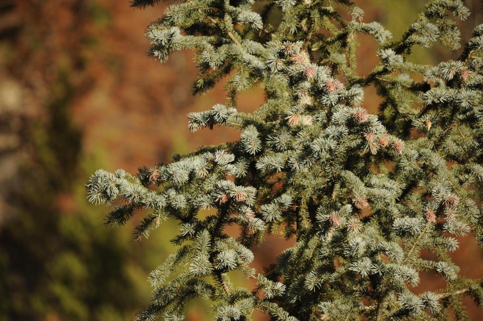 Free Image of Pine tree branch 