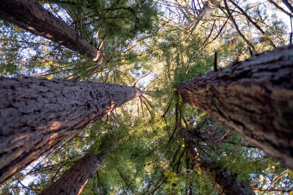 Free Image of Tall trees reaching into the sky 