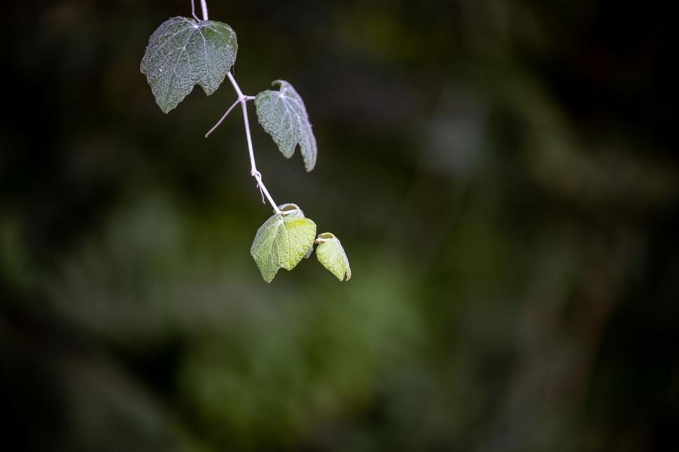 Free Image of Dew-speckled green leaves on a twig 