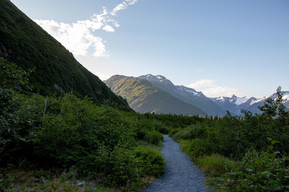 Free Image of Serene path in lush green forest landscape 